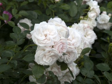 Tarım bahçesinde nadir bulunan gül çiçeği makrosu yakın türler