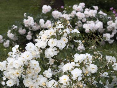 Tarım bahçesinde nadir bulunan gül çiçeği makrosu yakın türler