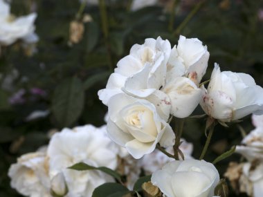 Tarım bahçesinde nadir bulunan bir gül çiçeği makrosu. Buzdağı türünü kapatın.