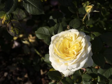 Tarım bahçesinde nadir bulunan bir gül çiçeği makrosu. Berleburg türünü kapatın.