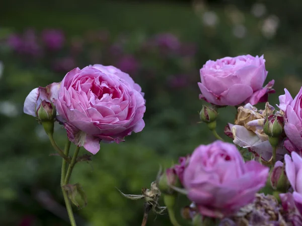 Ritka Rózsa Virág Termesztése Kert Makró Közelkép Faj Reine Victoria — Stock Fotó