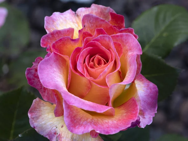 Σπάνιες Τριαντάφυλλο Λουλούδι Στην Καλλιέργεια Κήπο Μακροεντολή Close Είδη — Φωτογραφία Αρχείου