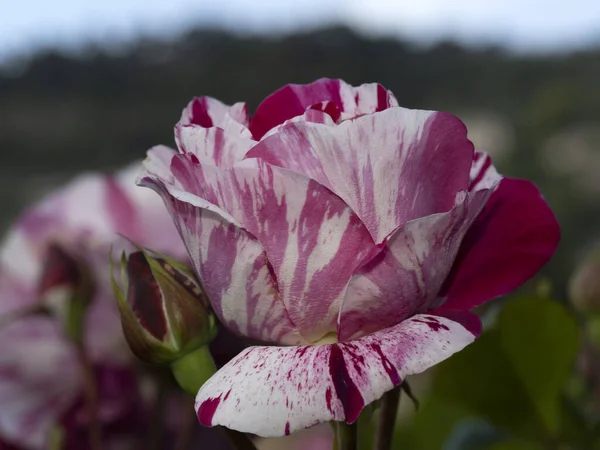 Rara Rosa Flor Jardim Cultivo Macro Close Espécies Rinascimento Renovação — Fotografia de Stock