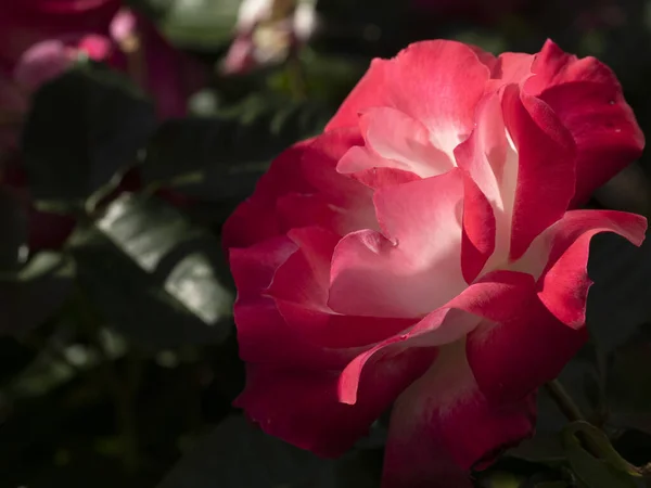 栽培園マクロで珍しいバラの花が種を閉じる Sui — ストック写真