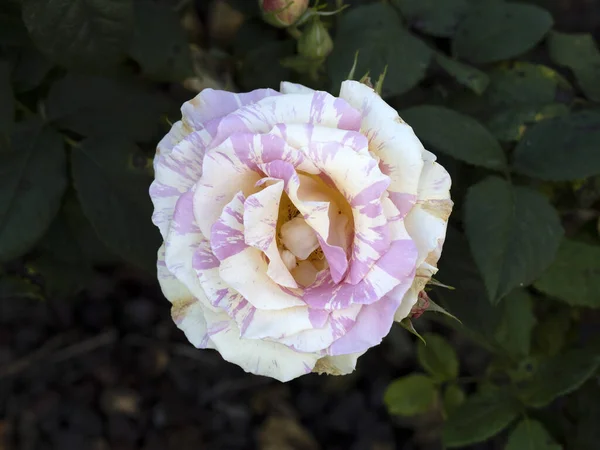 栽培园中罕见的蔷薇花宏观关闭物种克劳德莫奈 — 图库照片