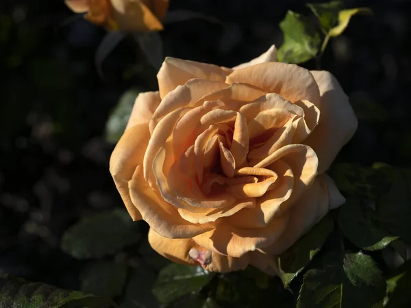 Sällsynta Ros Blomma Vid Odling Trädgård Makro Närbild Arter — Stockfoto