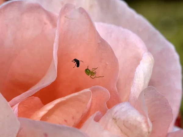Паук Ловит Муху Внутри Розового Цветка Макро Крупным Планом — стоковое фото