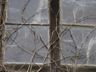 sarmaşık eski ev penceresi detayı