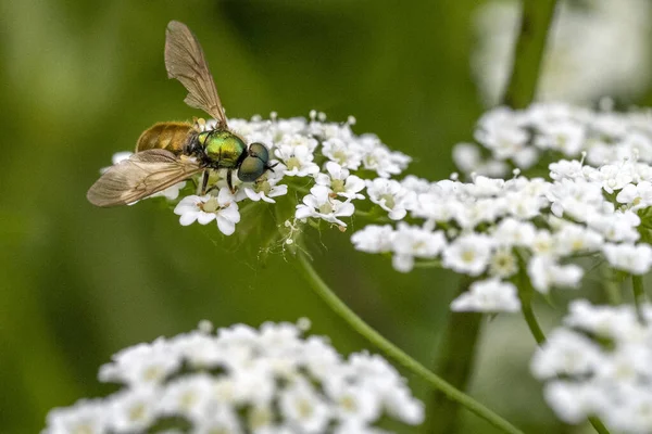 Grüne Fliege Makro Nahaufnahme Porträt Auf Kerbel Weiße Blume Sieht — Stockfoto