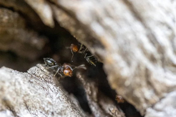 Rött Huvud Svart Kropp Eld Myror Honung Myrmecocystus Detalj Makro — Stockfoto