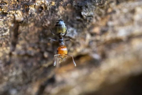 Rött Huvud Svart Kropp Eld Myror Honung Myrmecocystus Detalj Makro — Stockfoto