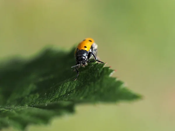 Una Mariquita Escarabajo Una Hoja Cerca Retrato — Foto de Stock