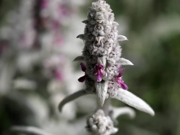 Stachys Byzantina Silver Leaf Plant Detail Blooming Flower — Stock Photo, Image