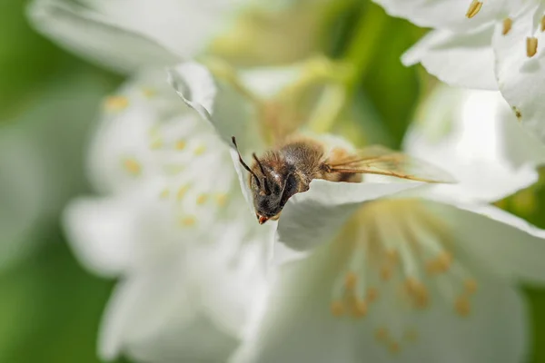 Ape Raccolta Polline Fiore Bianco Macro Dettaglio — Foto Stock