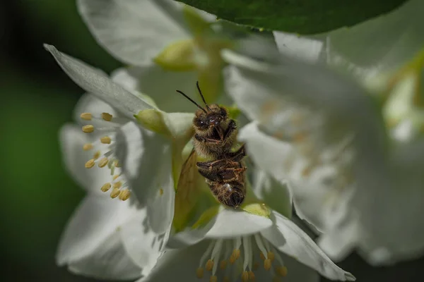 Abeille Collecte Pollen Sur Fleur Blanche Macro Détail — Photo