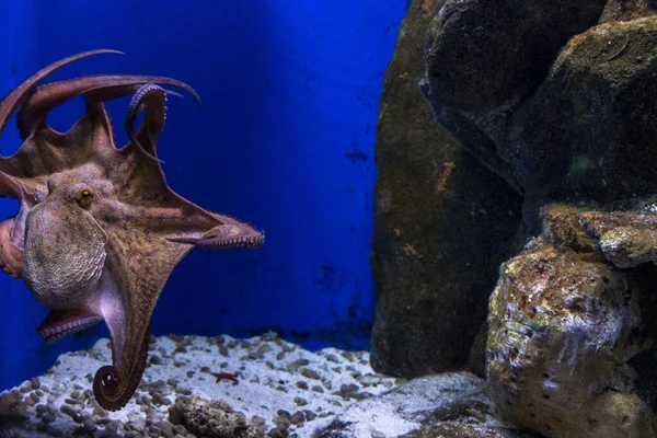 Octopus Underwater Close Portrait Detail — Stock Photo, Image