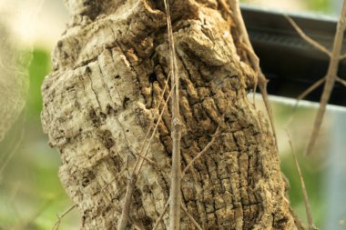 Annan sopa çekirgesi makroyu kapat