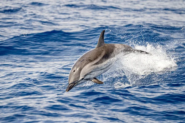 Delfiny Paski Skaczące Poza Morzem — Zdjęcie stockowe