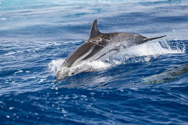 Delfín Rayado Saltando Fuera Del Mar — Foto de Stock
