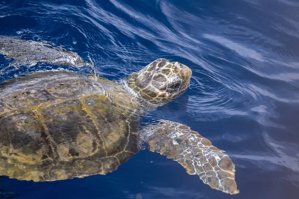 Caretta Żółw Pobliżu Powierzchni Morza Oddychania Basenie Morza Śródziemnego — Zdjęcie stockowe