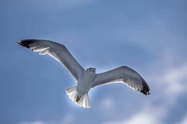 Måsen Flyger Till Dig Den Blå Himlen Bakgrund — Stockfoto