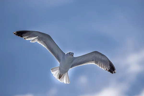 Zeemeeuw Vliegen Naar Blauwe Lucht Achtergrond — Stockfoto