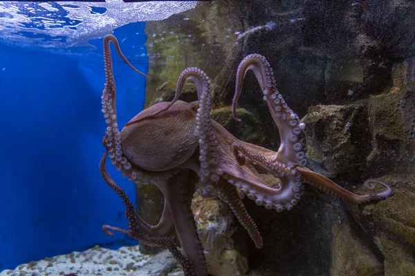 Octopus Underwater Close Portrait Detail — Stock Photo, Image