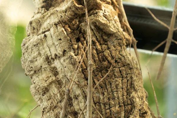 Annan sopa çekirgesi makroyu kapat