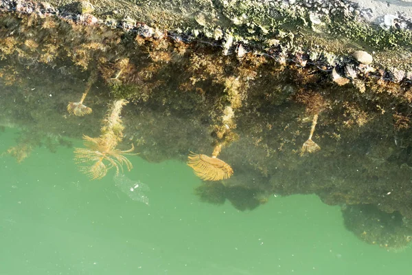 Spirographe Sous Marin Dans Les Eaux Portuaires Vertes Génois Italie — Photo