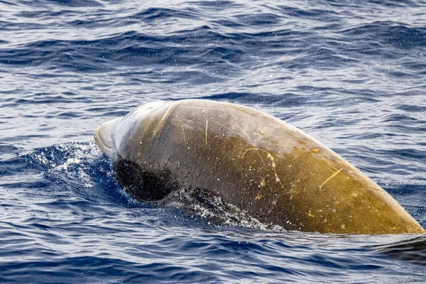 Dolphin Nama Cuvier Paus Ultra Langka Untuk Melihat — Stok Foto