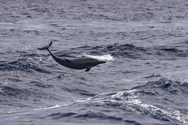 Delfino Striato Che Salta Fuori Dal Mare — Foto Stock