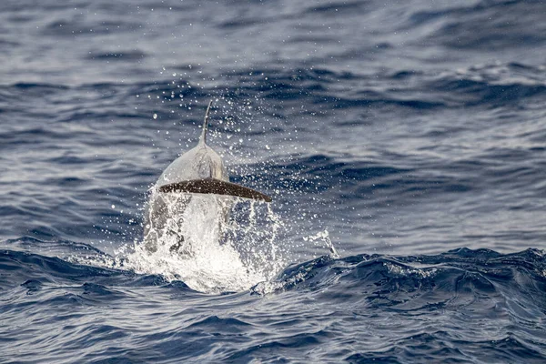 Delfino Striato Che Salta Fuori Dal Mare — Foto Stock