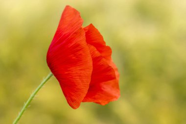 Kırmızı gelincik çiçek tarlası rüzgarla taşınır 