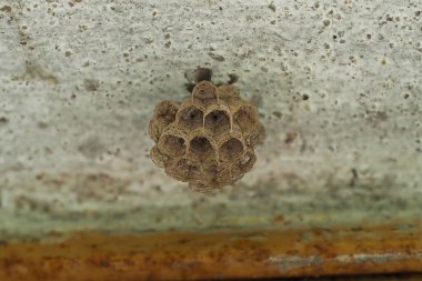 Eşek arısı yuvası makro detayı kapatın.