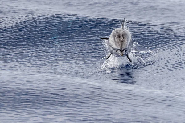 Çizgili Yunus Denizin Dışına Atlıyor — Stok fotoğraf