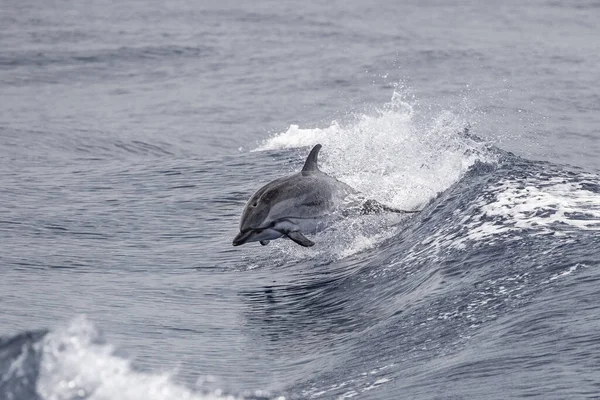海の外に飛び込むイルカ — ストック写真