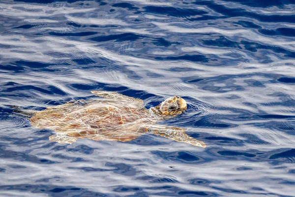 Tortuga Caretta Cerca Superficie Del Mar Para Respirar Mediterráneo —  Fotos de Stock