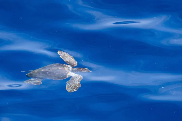地中海で呼吸するために海面近くで生まれた新生児のカレッタカメ — ストック写真