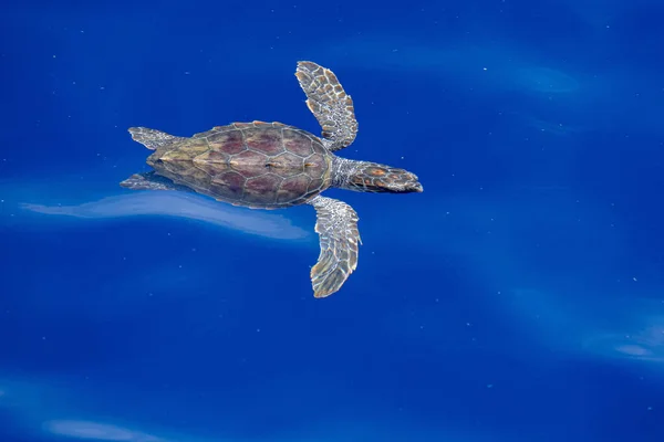 Dla Niemowląt Żółw Caretta Pobliżu Powierzchni Morza Oddychania Basenie Morza — Zdjęcie stockowe