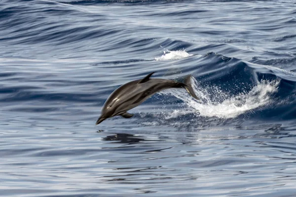 Delfín Rayado Saltando Fuera Del Mar — Foto de Stock