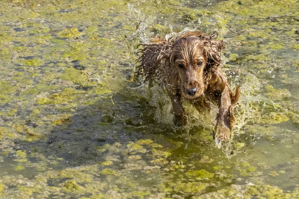 Felice Inglese Cocker Spaniel Mentre Gioca Nella Palude — Foto Stock