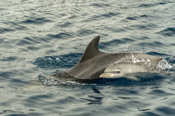 Young Bottlenose Tursiop Dolphin Jumping Genoa Harbor — Stock Photo, Image