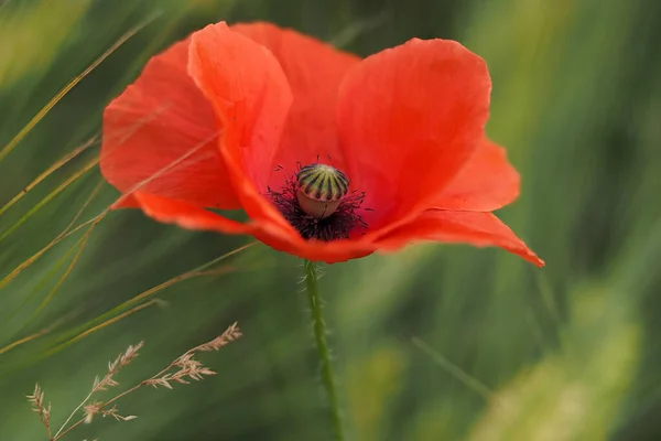 Campo Flores Papoula Vermelho Movido Pelo Vento — Fotografia de Stock