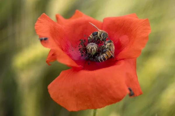 Abelhas Lutando Dentro Campo Flores Papoula Vermelha Movido Pelo Vento — Fotografia de Stock