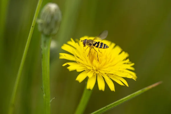 Schwebfliege Auf Löwenzahn Gelbe Blume — Stockfoto
