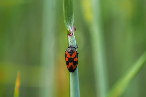 Insecto Insecto Espiga Campo Trigo Verde Temporada Primavera — Foto de Stock