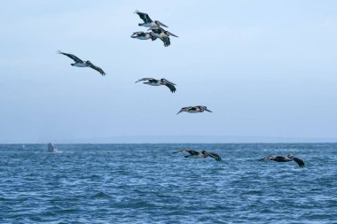 Pelikanlar gri balinanın üzerinde uçarken casuslar mavi denizin dışında zıplıyorlar. 
