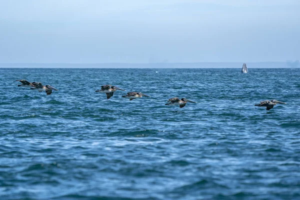 Pélicans Survolant Baleine Grise Tandis Que Espion Saute Hors Mer — Photo