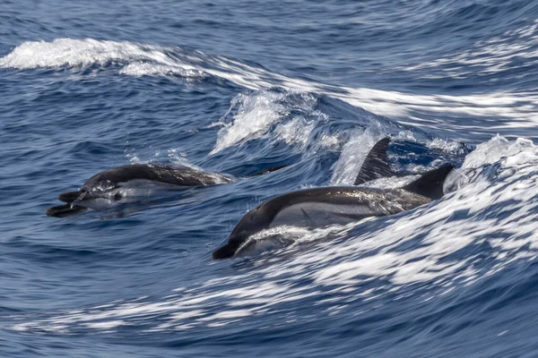条纹海豚跃出大海 — 图库照片