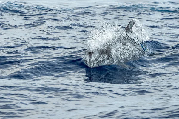 Risso Dolphin Grampus Στη Μεσόγειο Θάλασσα Της Λιγουρίας — Φωτογραφία Αρχείου